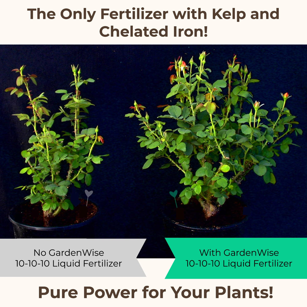 10-10-10 All Purpose Liquid Fertilizer with Seaweed Kelp & Iron 16 oz I256812